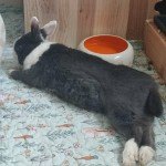 Laura's rabbit Azur on a Bunny Banana mat
