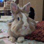 Lucie's rabbit enjoying the Bunny Mat