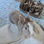 Lucie's indoor Bunny Mat setup