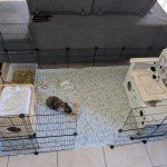 Morgane's Bunny Banana mat setup