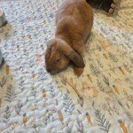 Mylene's rabbit enjoying the Bunny Banana mat
