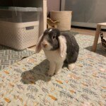 Charlotte's rabbit enjoying the Bunny Banana mat